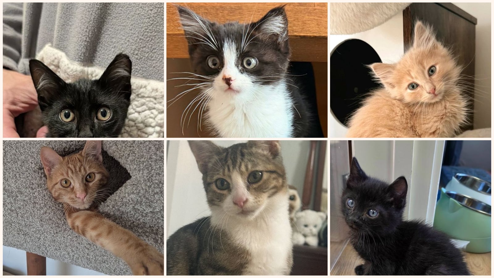 Kittens up for adoption near Santa Cruz, CA