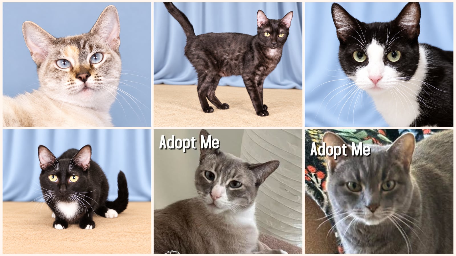 Adult Cats up for adoption near Santa Monica, CA