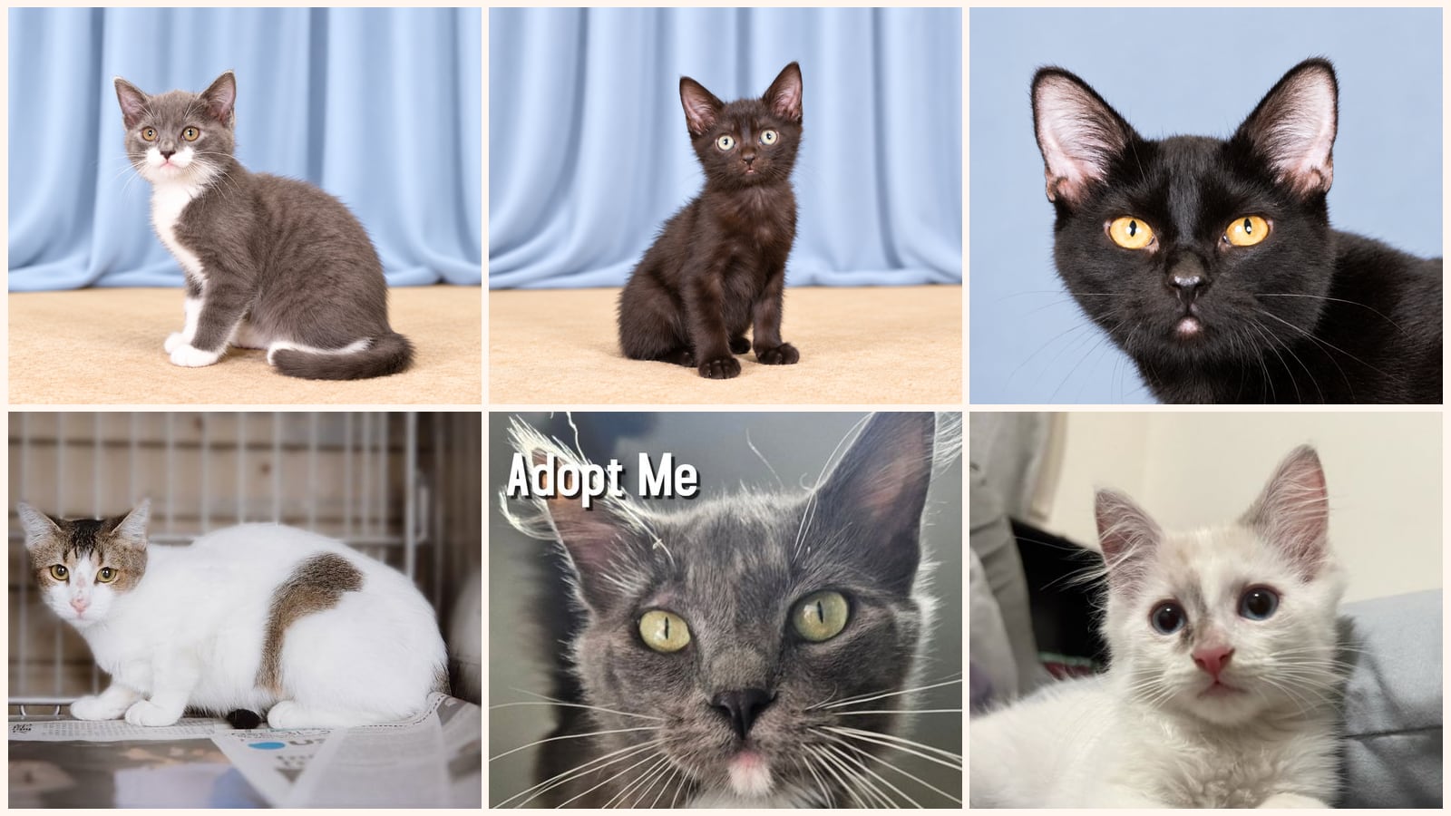 Kittens up for adoption near Santa Monica, CA