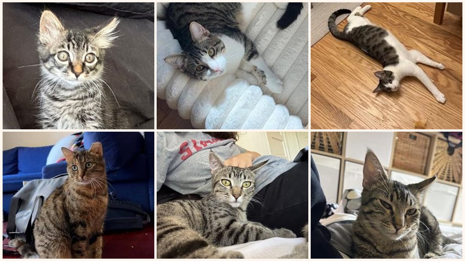 Dog-Friendly Cats up for adoption near Santa Rosa, CA