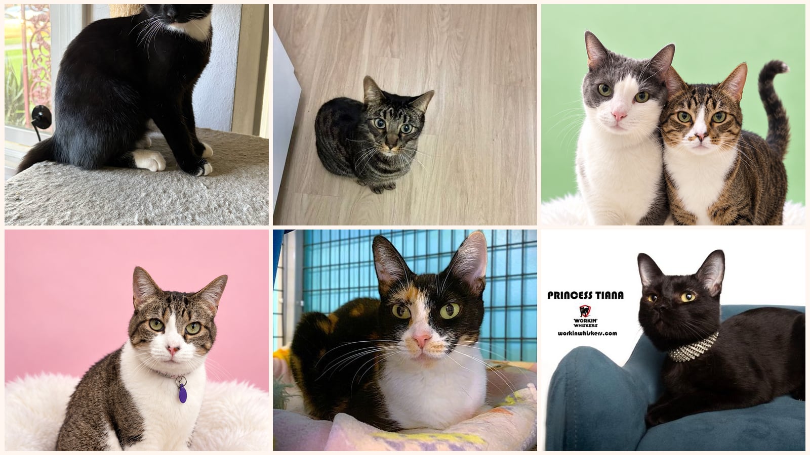 Adult Cats up for adoption near Santee, CA