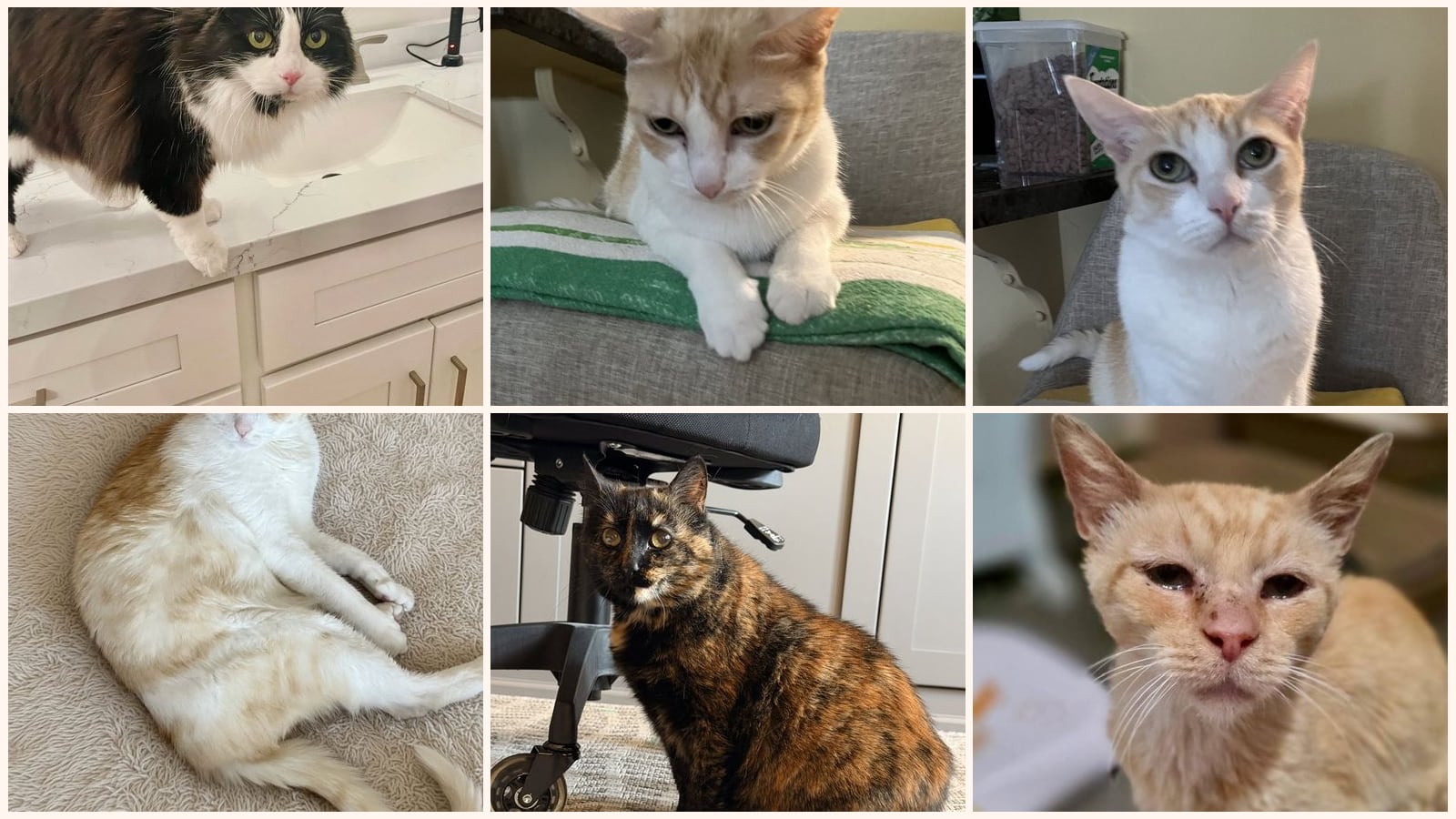 Senior Cats up for adoption near Santee, CA