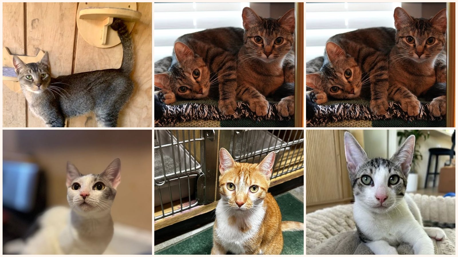 Kid-Friendly Cats up for adoption near Simi Valley, CA