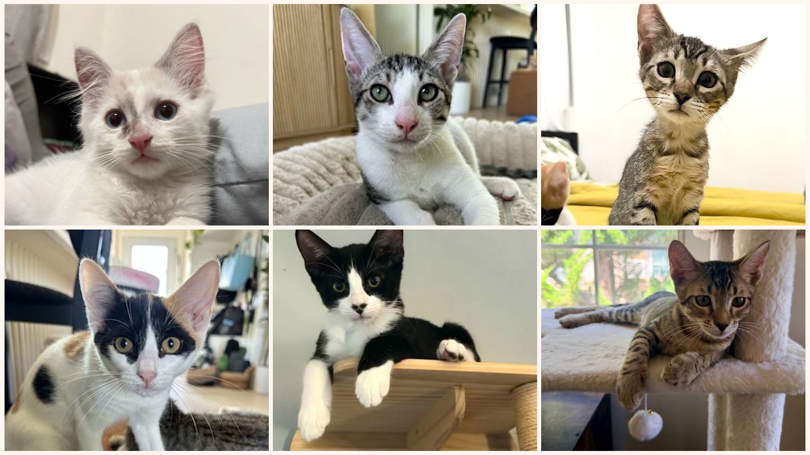 Kittens up for adoption near Simi Valley, CA
