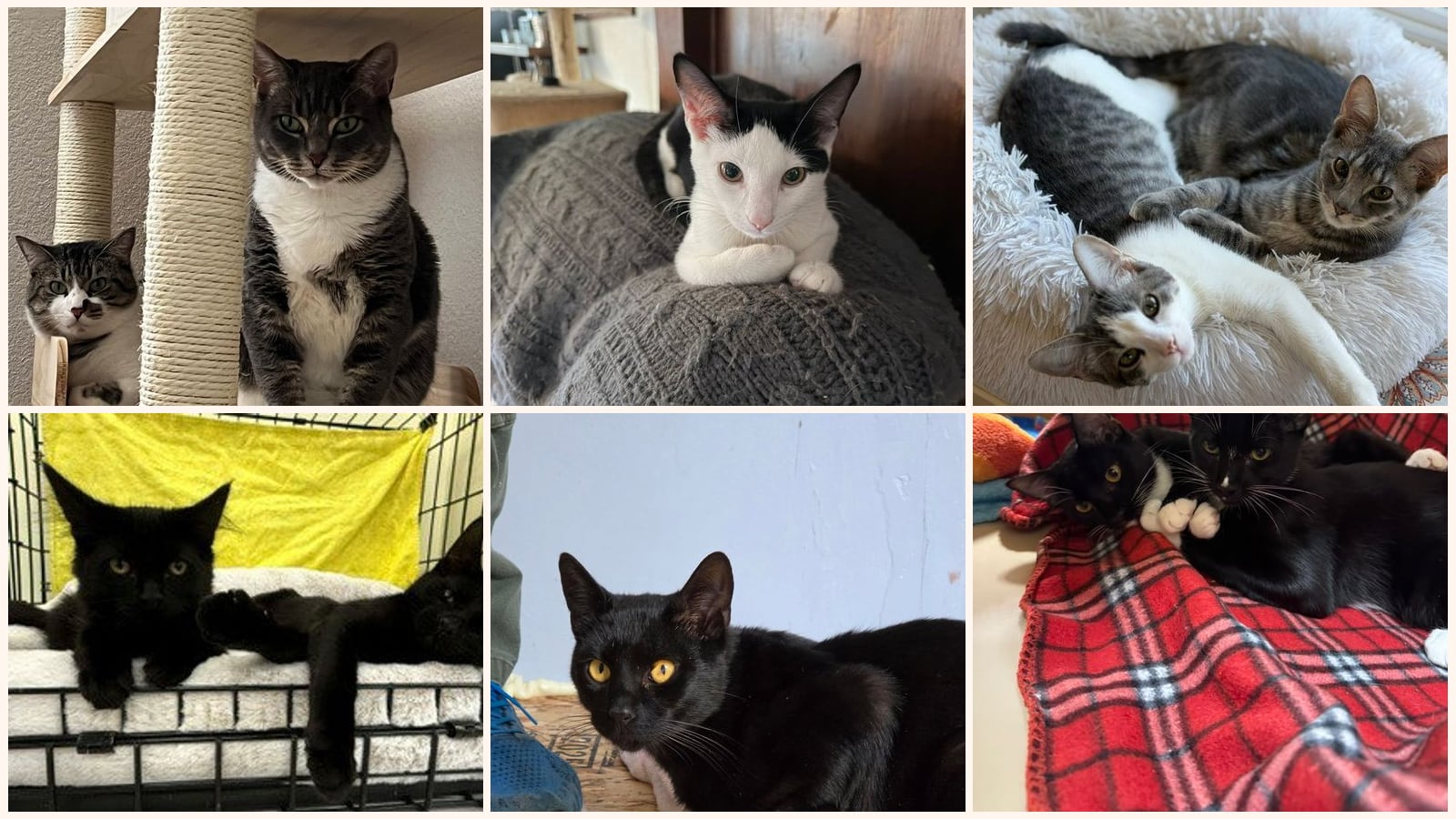 Bonded Pairs up for adoption near South San Francisco, CA