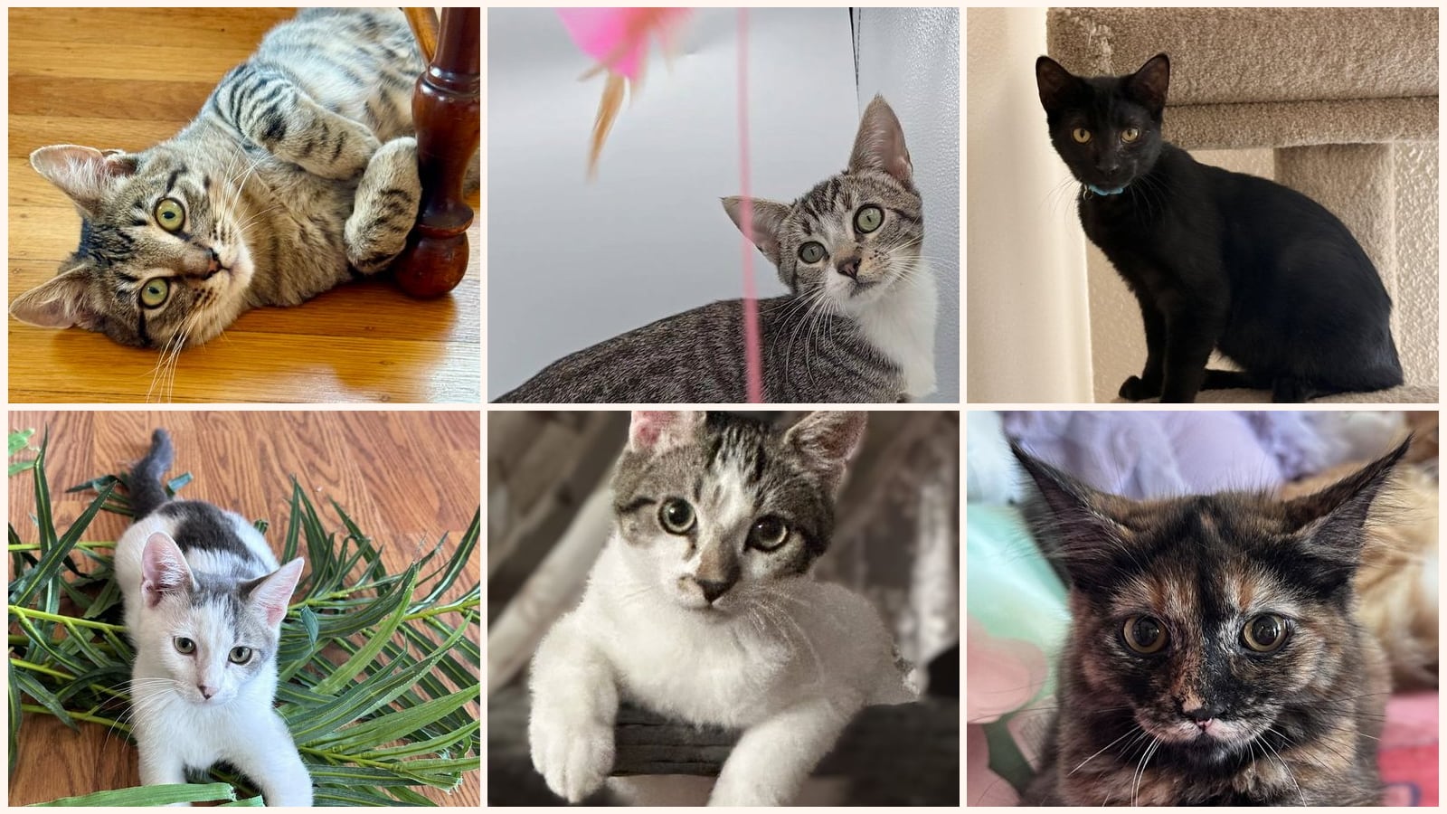 Kittens up for adoption near South San Francisco, CA