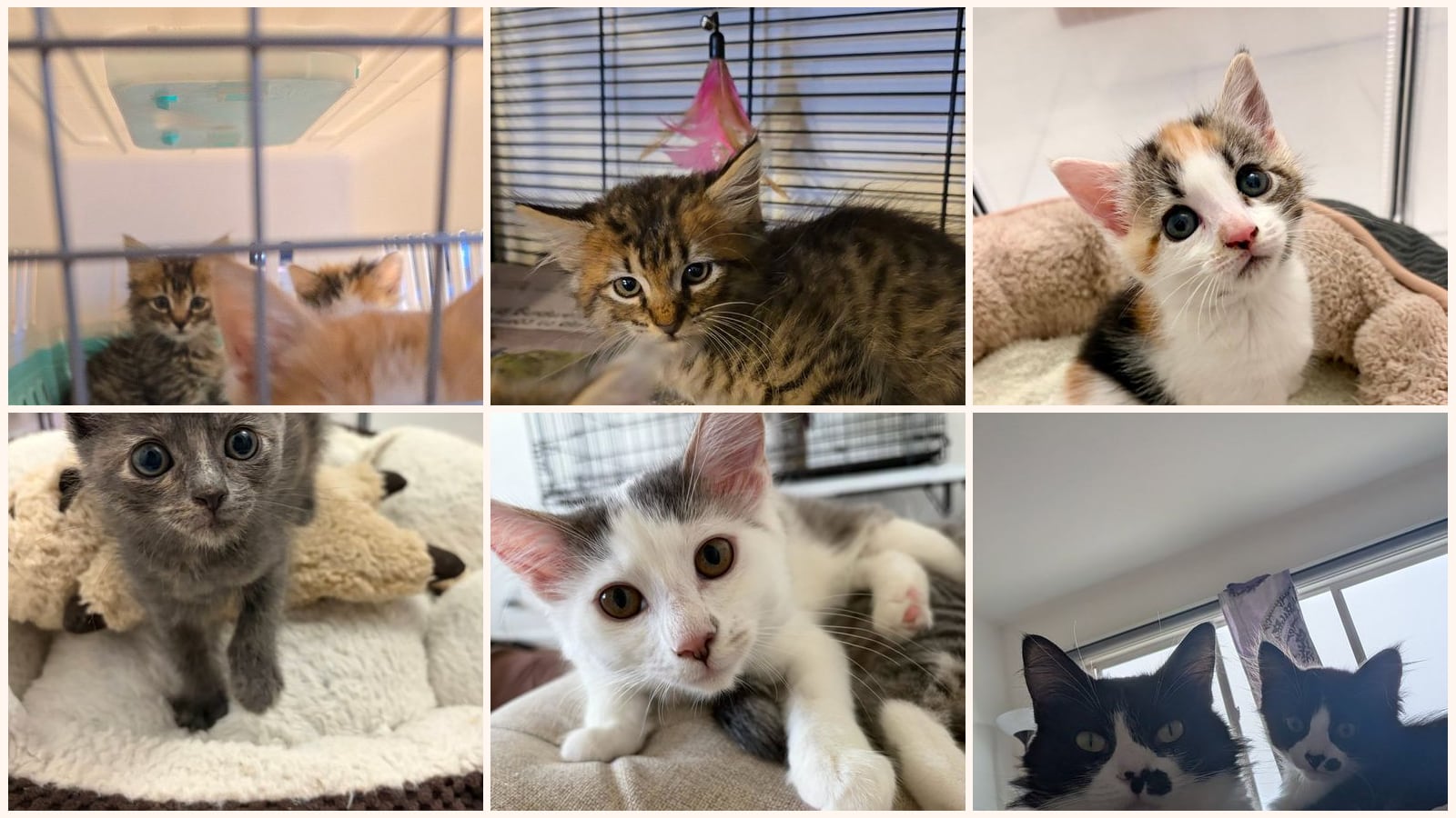 Long-Haired Cats up for adoption near South San Francisco, CA