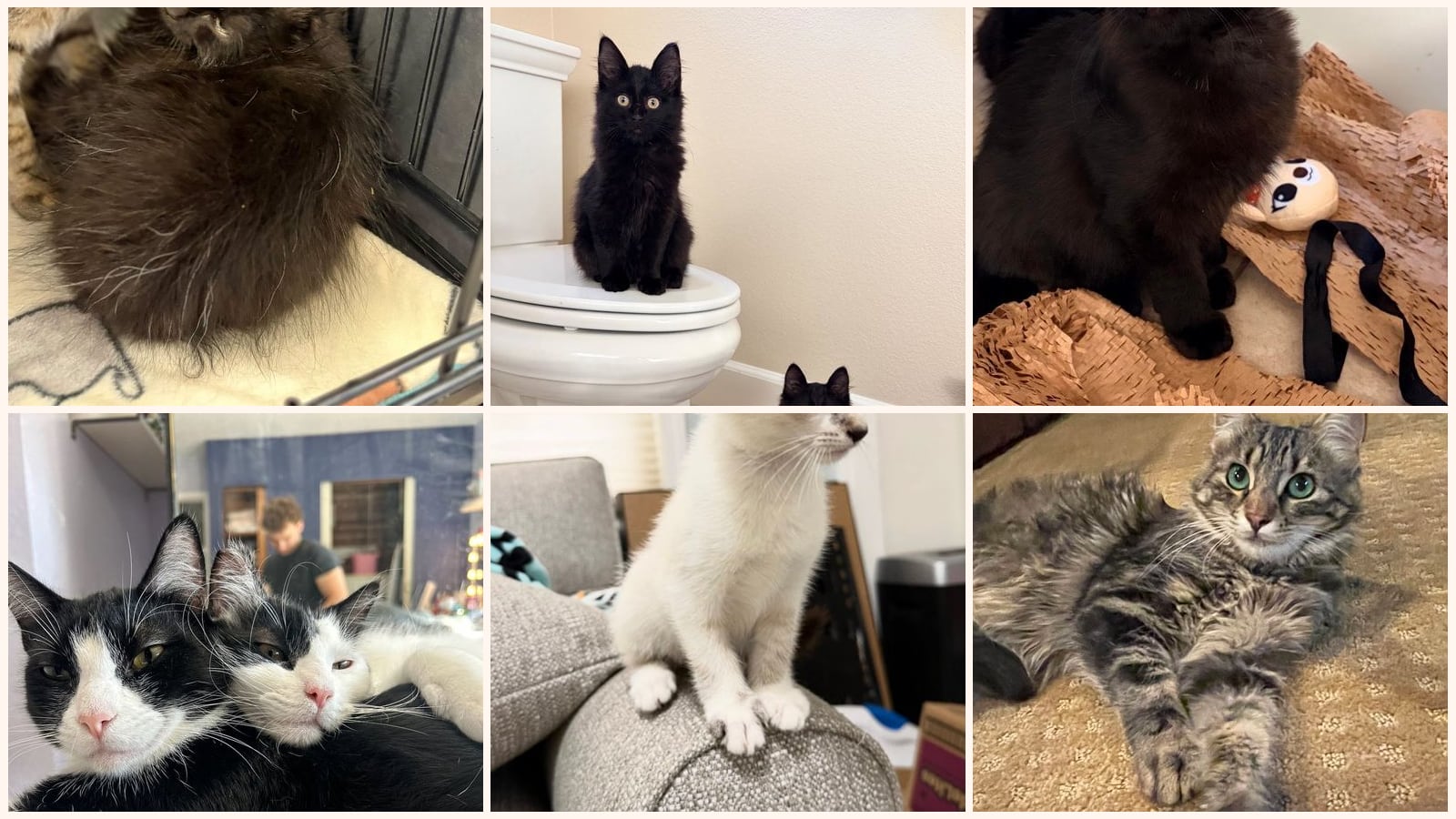 Bonded Pairs up for adoption near Stockton, CA