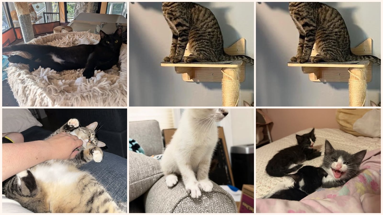Dog-Friendly Cats up for adoption near Stockton, CA