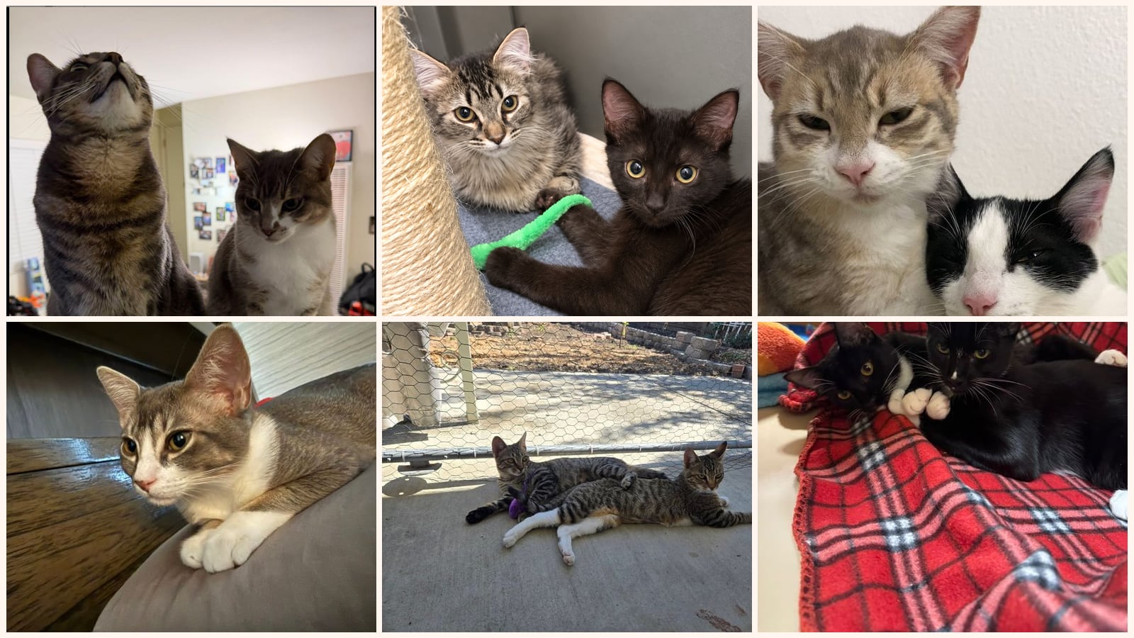 Bonded Pairs up for adoption near Sunnyvale, CA