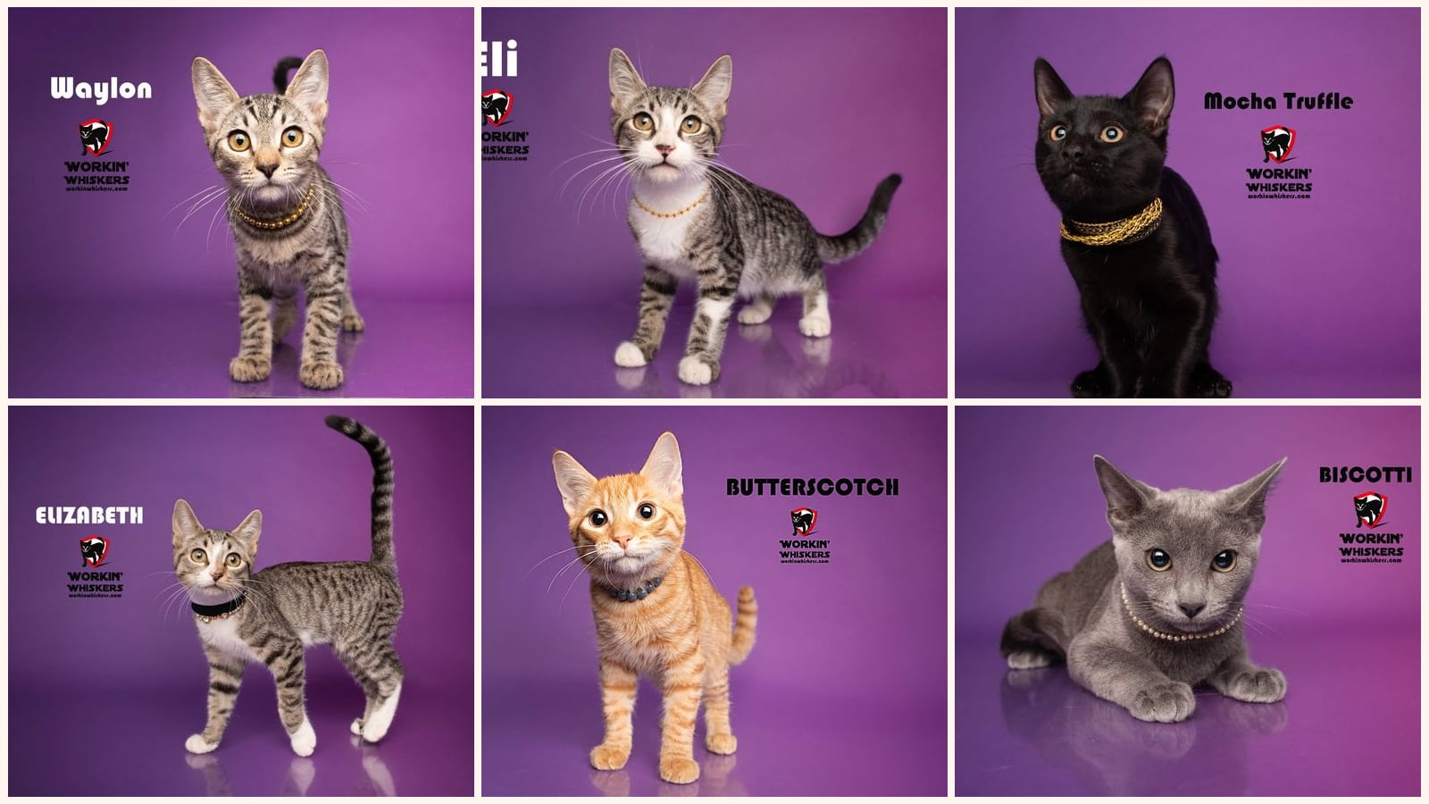 Kittens up for adoption near Temecula, CA