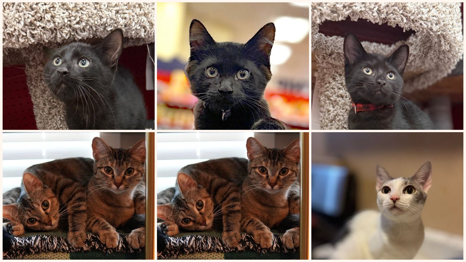 Kid-Friendly Cats up for adoption near Thousand Oaks, CA
