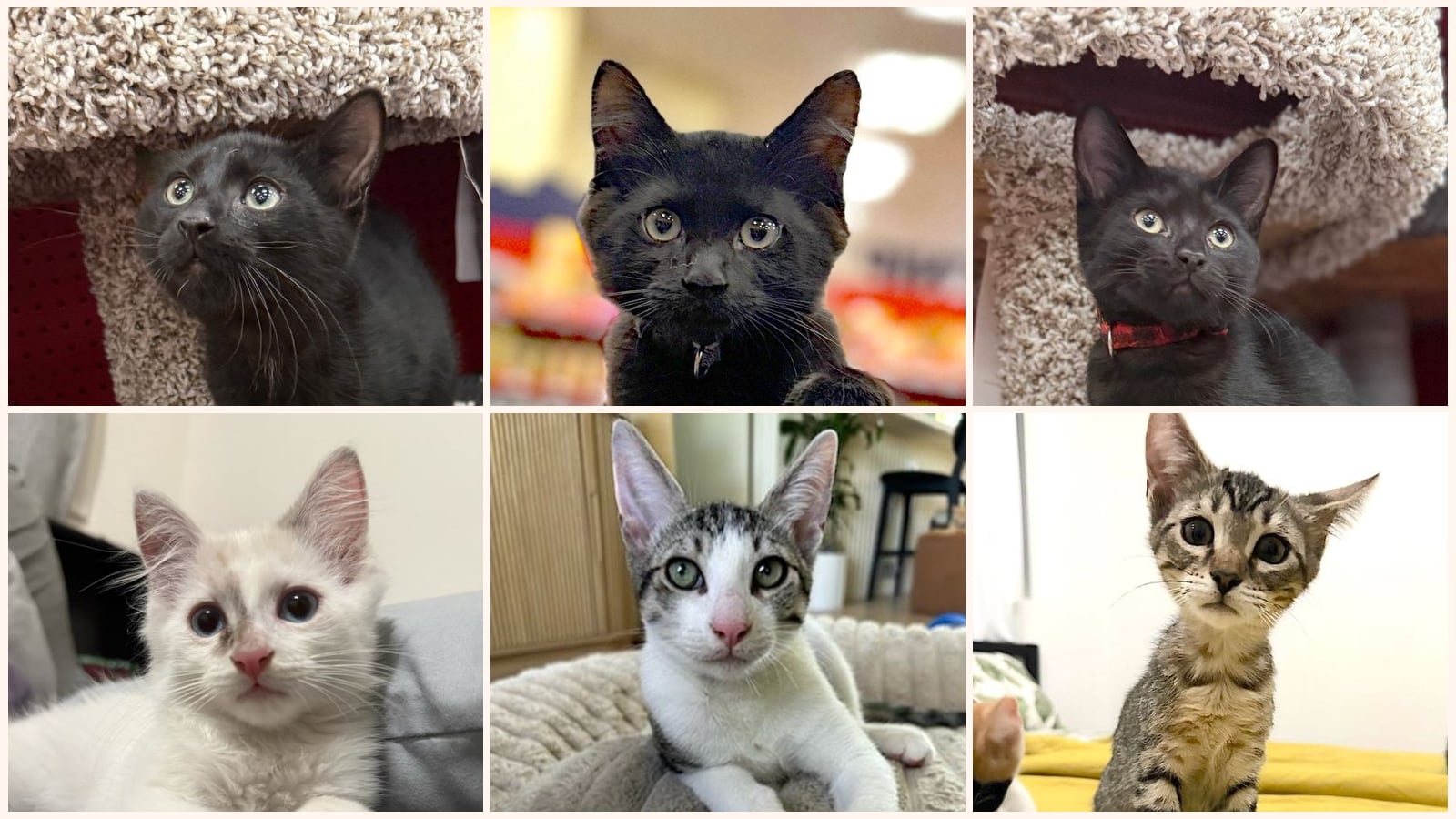 Kittens up for adoption near Thousand Oaks, CA
