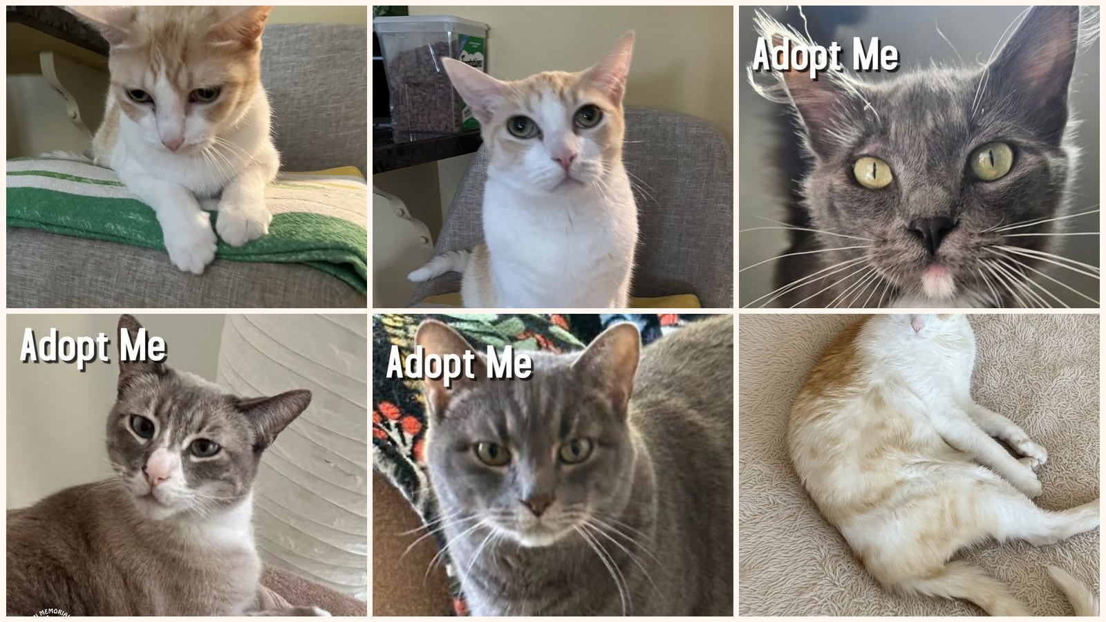 Kid-Friendly Cats up for adoption near Torrance, CA