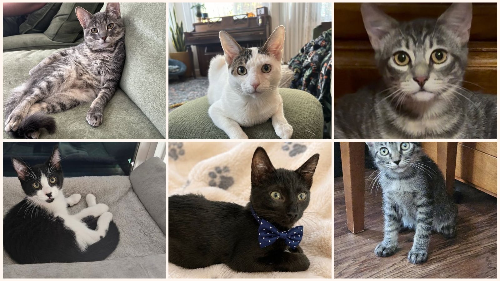 Kid-Friendly Cats up for adoption near Tracy, CA