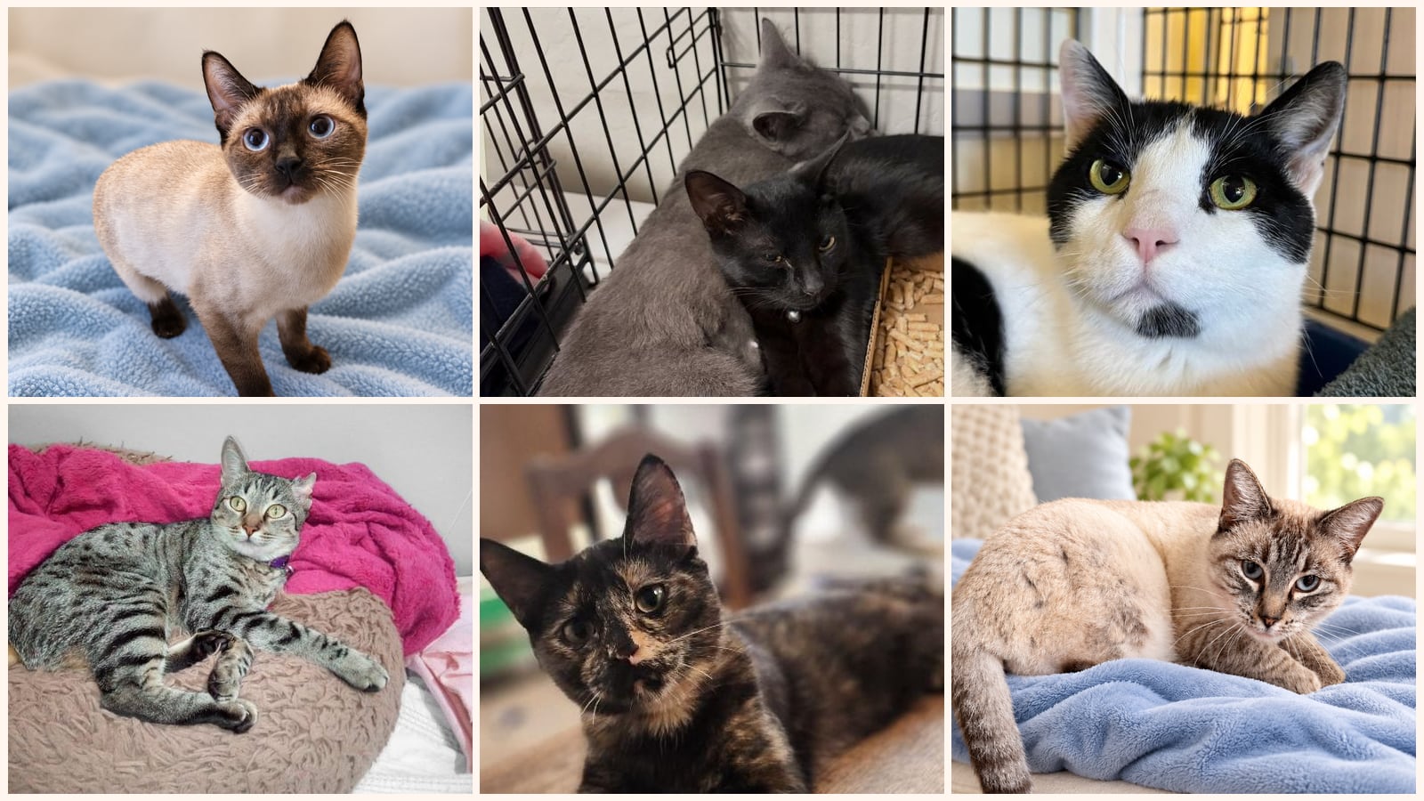 Adult Cats up for adoption near Turlock, CA