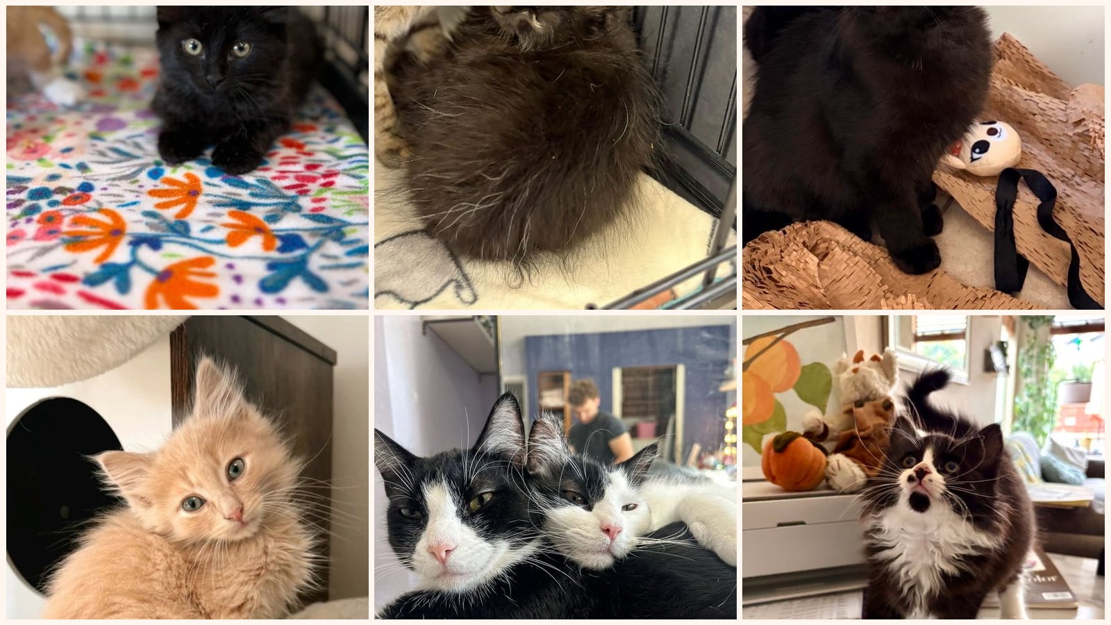 Long-Haired Cats up for adoption near Turlock, CA