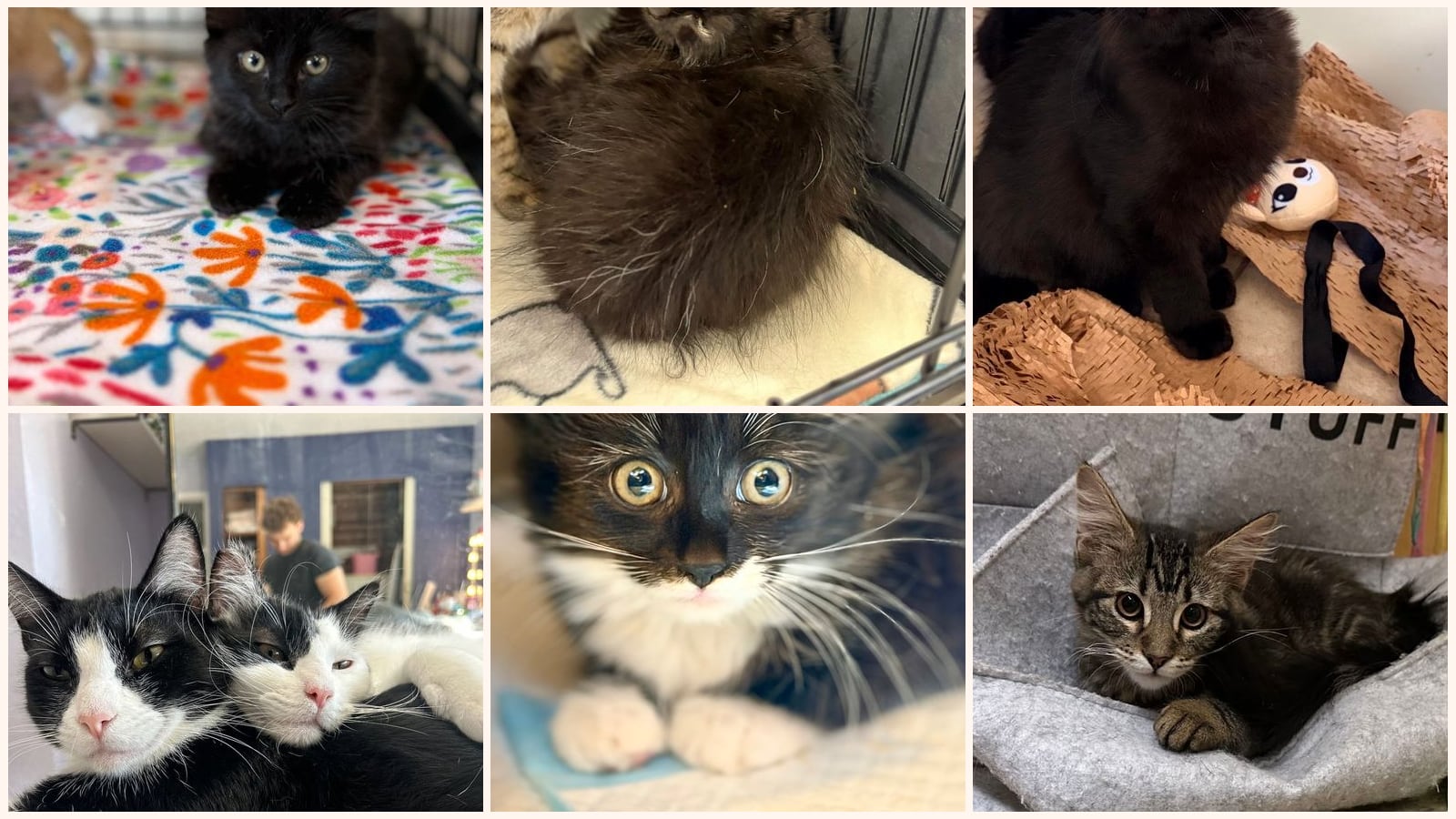 Long-Haired Cats up for adoption near Union City, CA