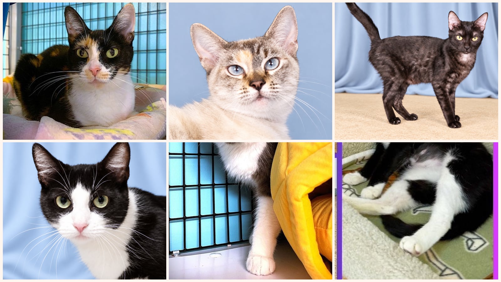 Adult Cats up for adoption near West Covina, CA
