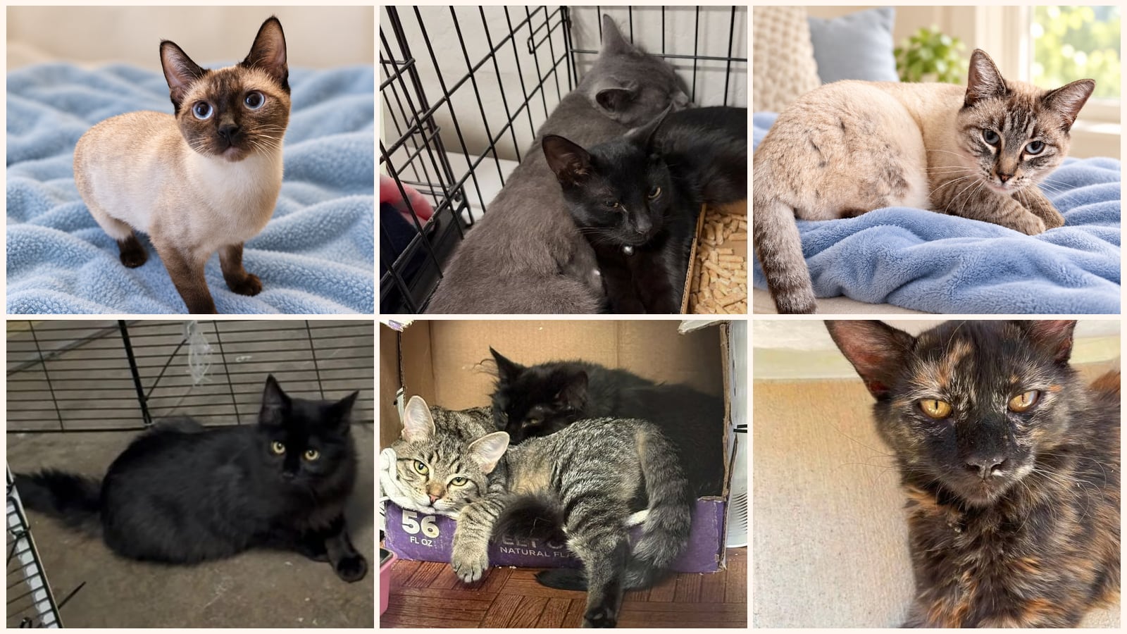 Adult Cats up for adoption near Yuba City, CA