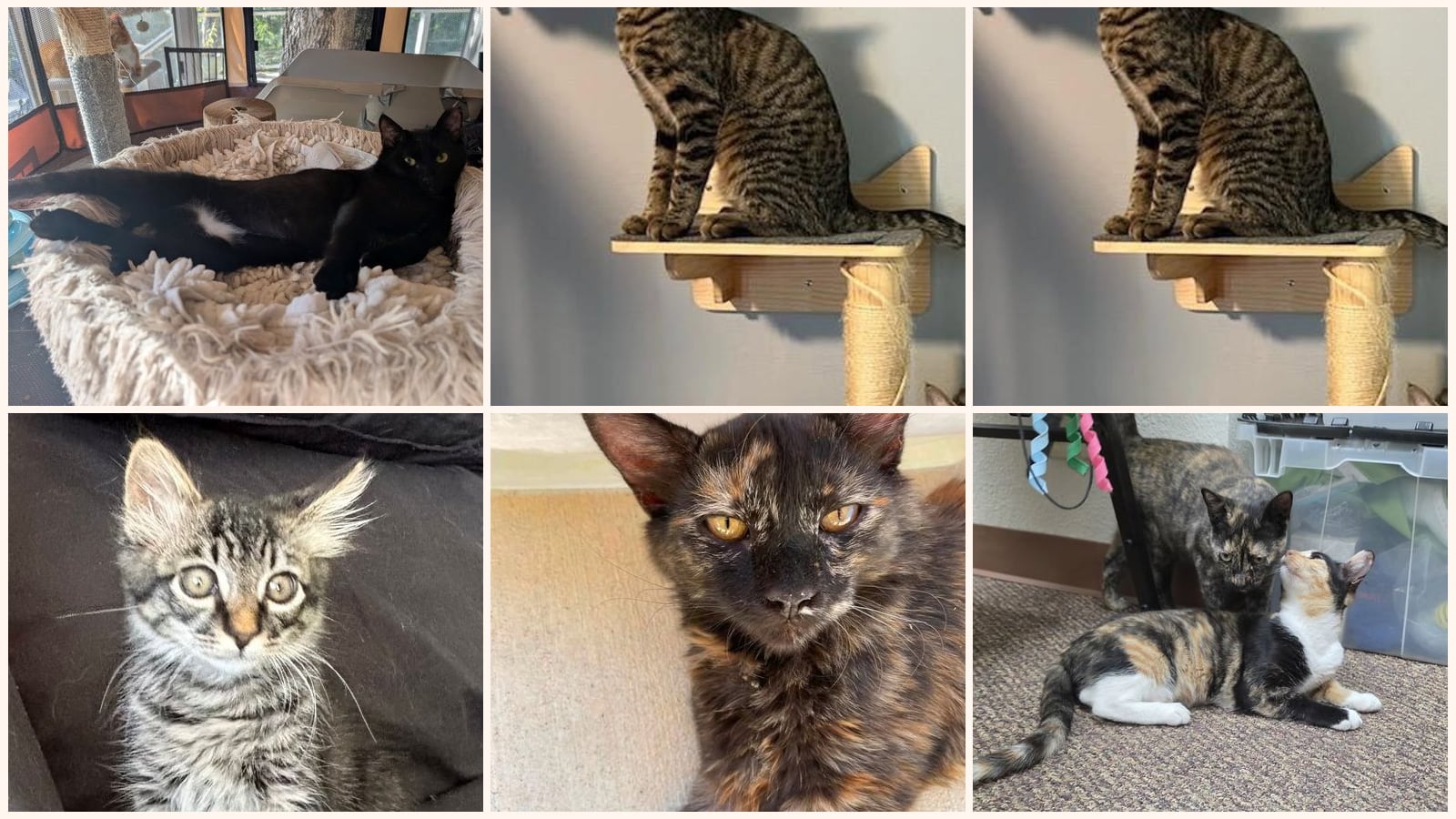 Dog-Friendly Cats up for adoption near Yuba City, CA