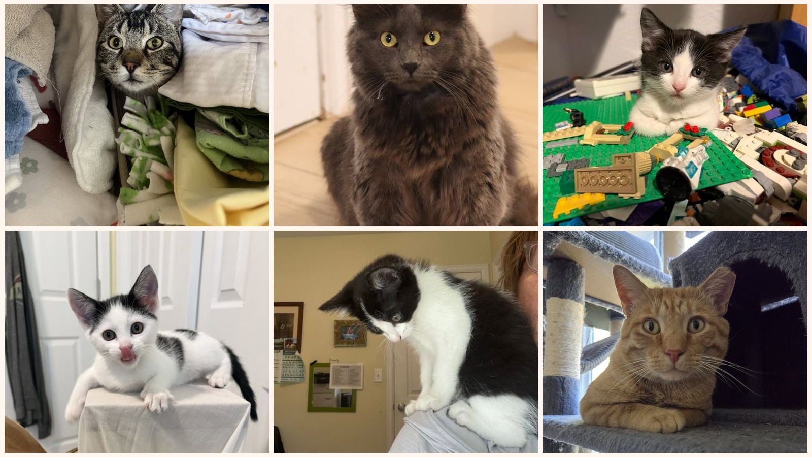 Kid-Friendly Cats up for adoption near Boulder, CO