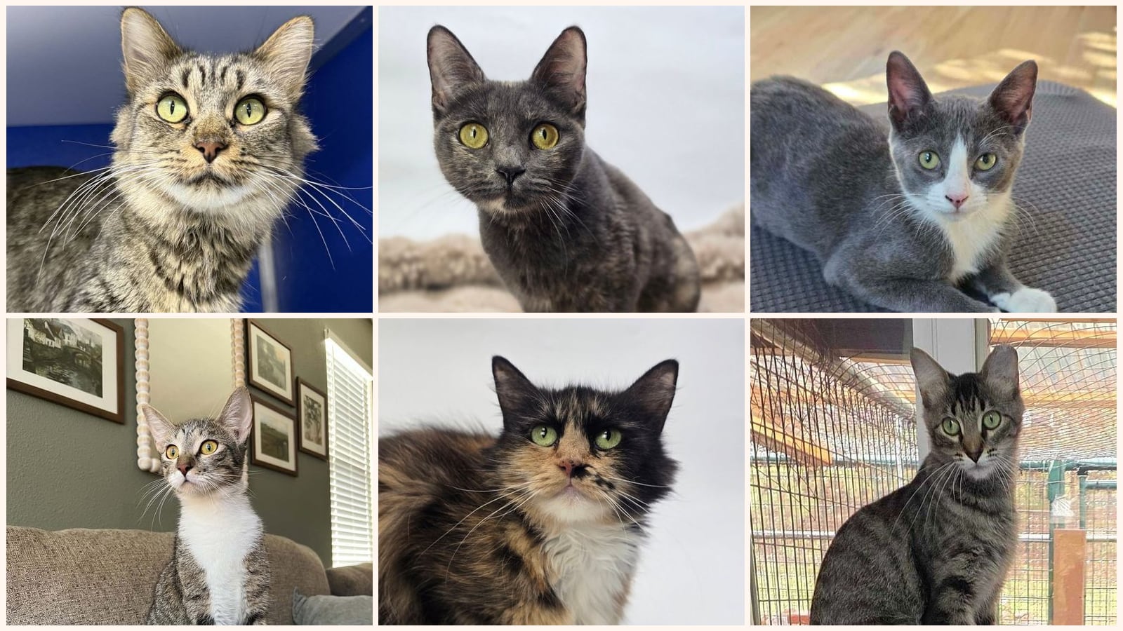 Adult Cats up for adoption near Colorado Springs, CO