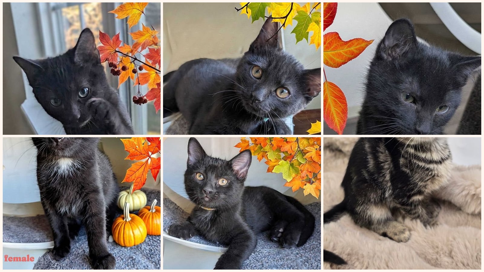 Kittens up for adoption near Colorado Springs, CO