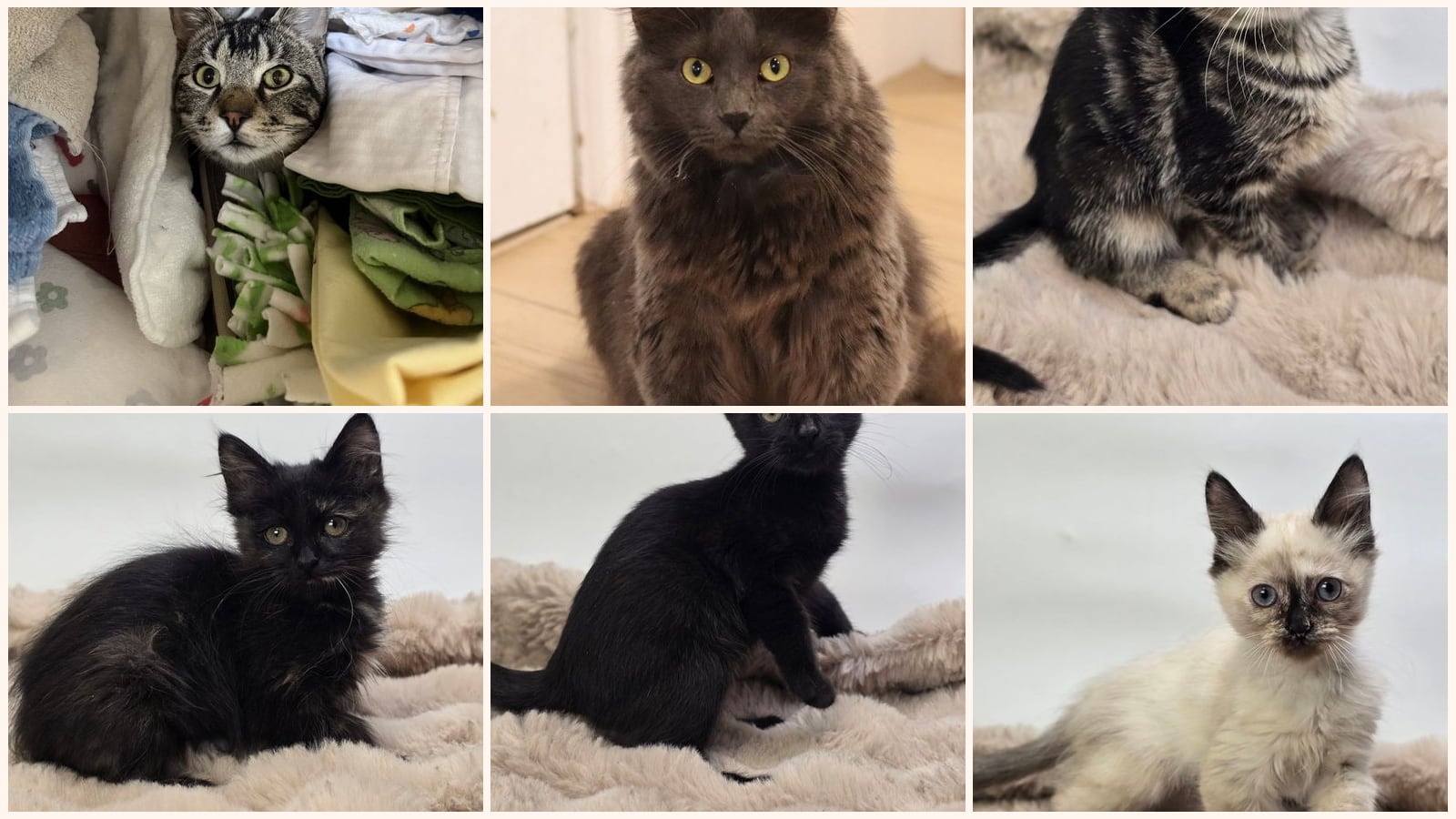 Kid-Friendly Cats up for adoption near Fort Collins, CO