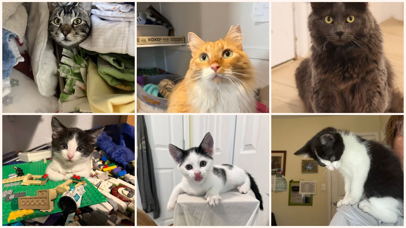 Adult Cats up for adoption near Greeley, CO