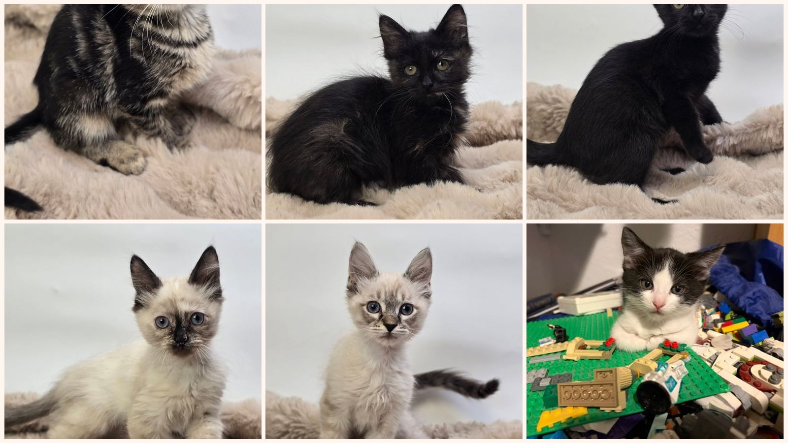 Dog-Friendly Cats up for adoption near Highlands Ranch, CO