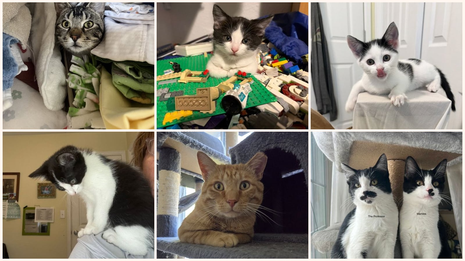 Dog-Friendly Cats up for adoption near Longmont, CO
