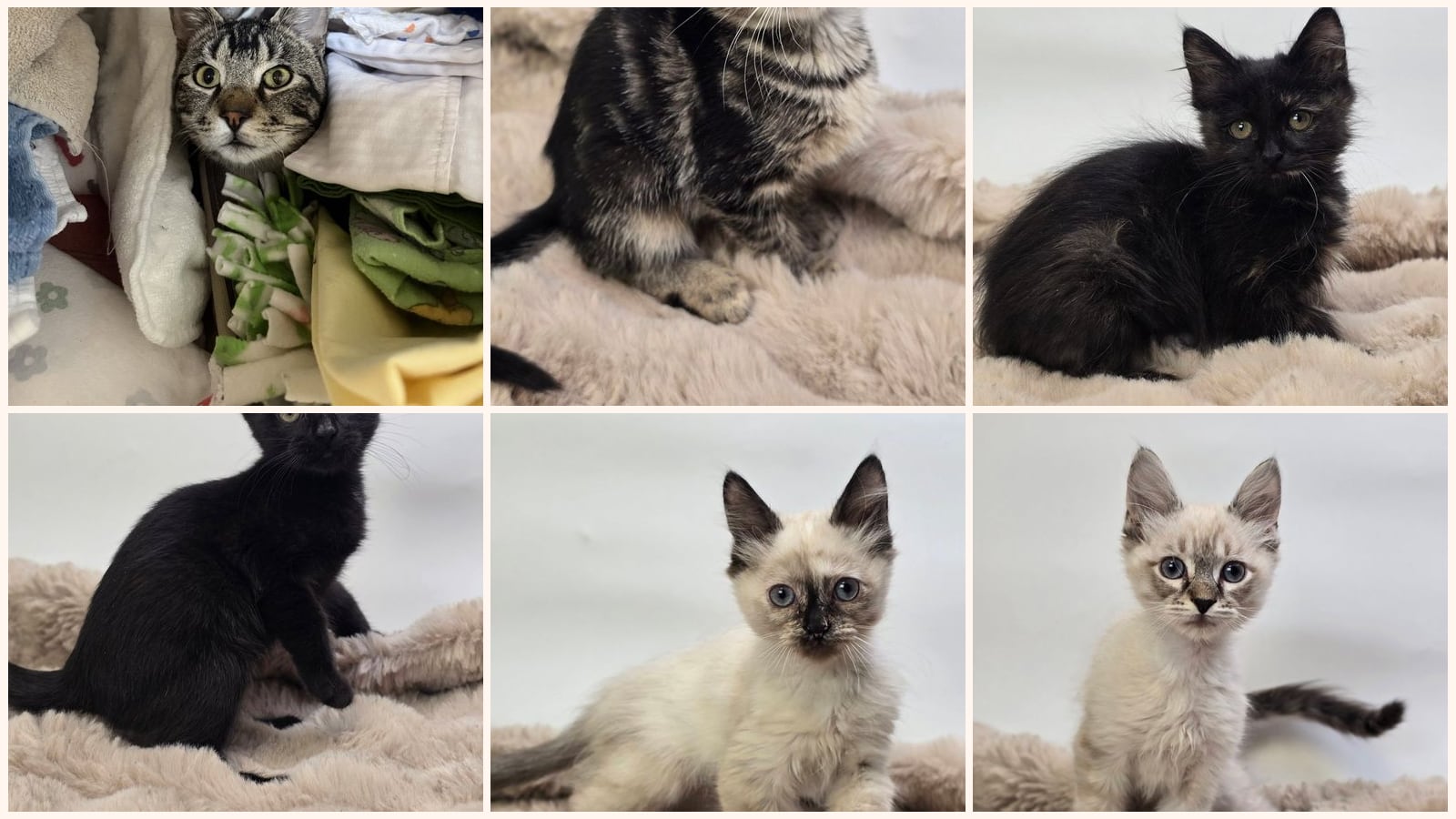 Dog-Friendly Cats up for adoption near Loveland, CO