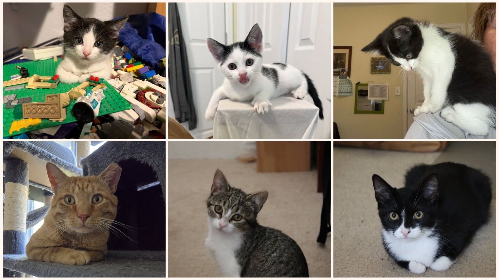 Dog-Friendly Cats up for adoption near Parker, CO