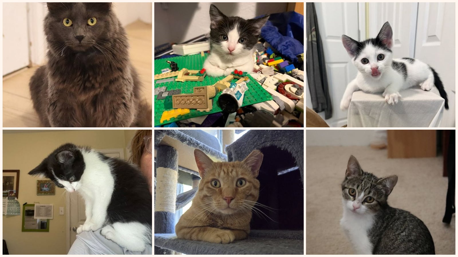 Kid-Friendly Cats up for adoption near Parker, CO