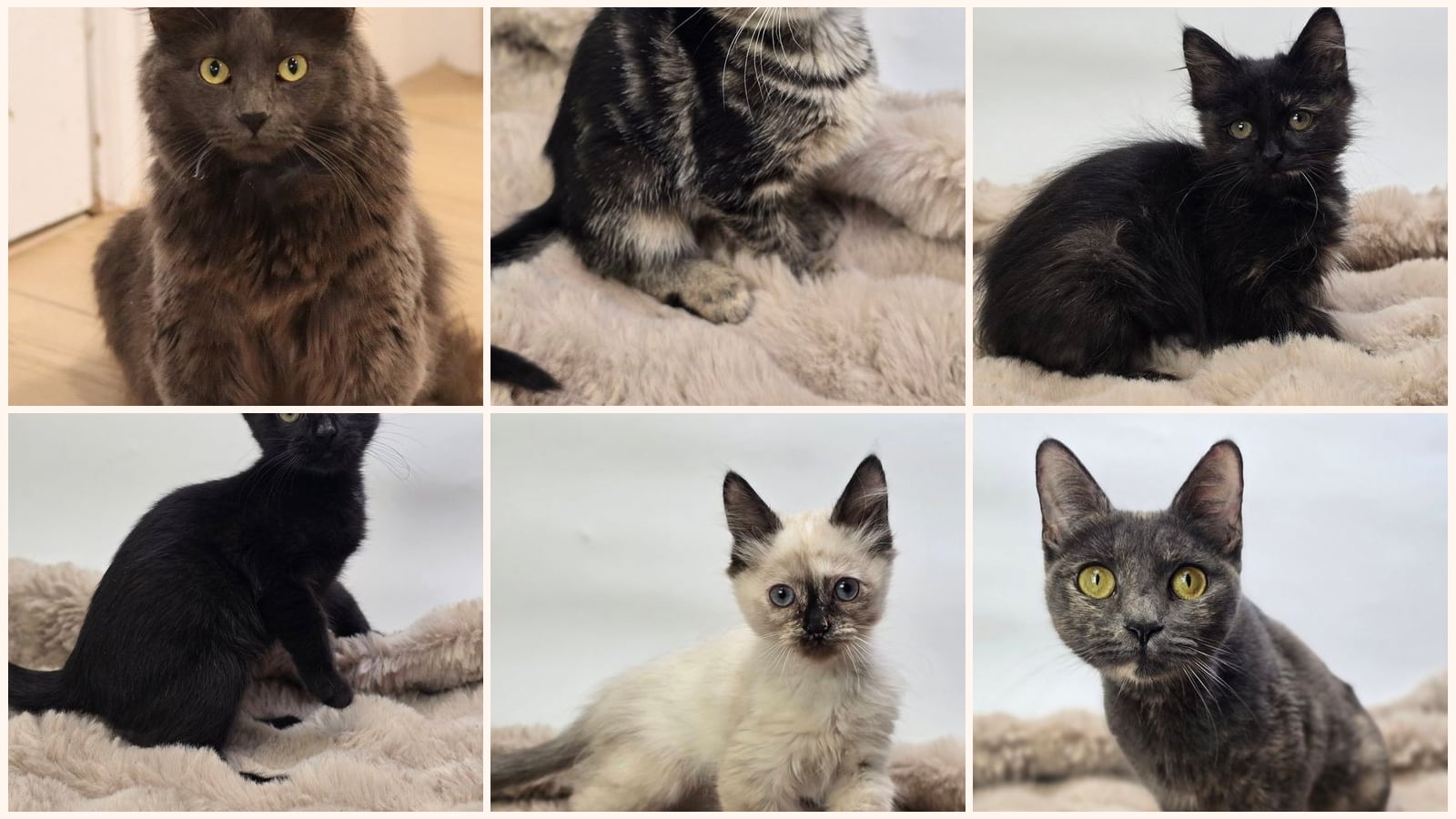 Kid-Friendly Cats up for adoption near Thornton, CO