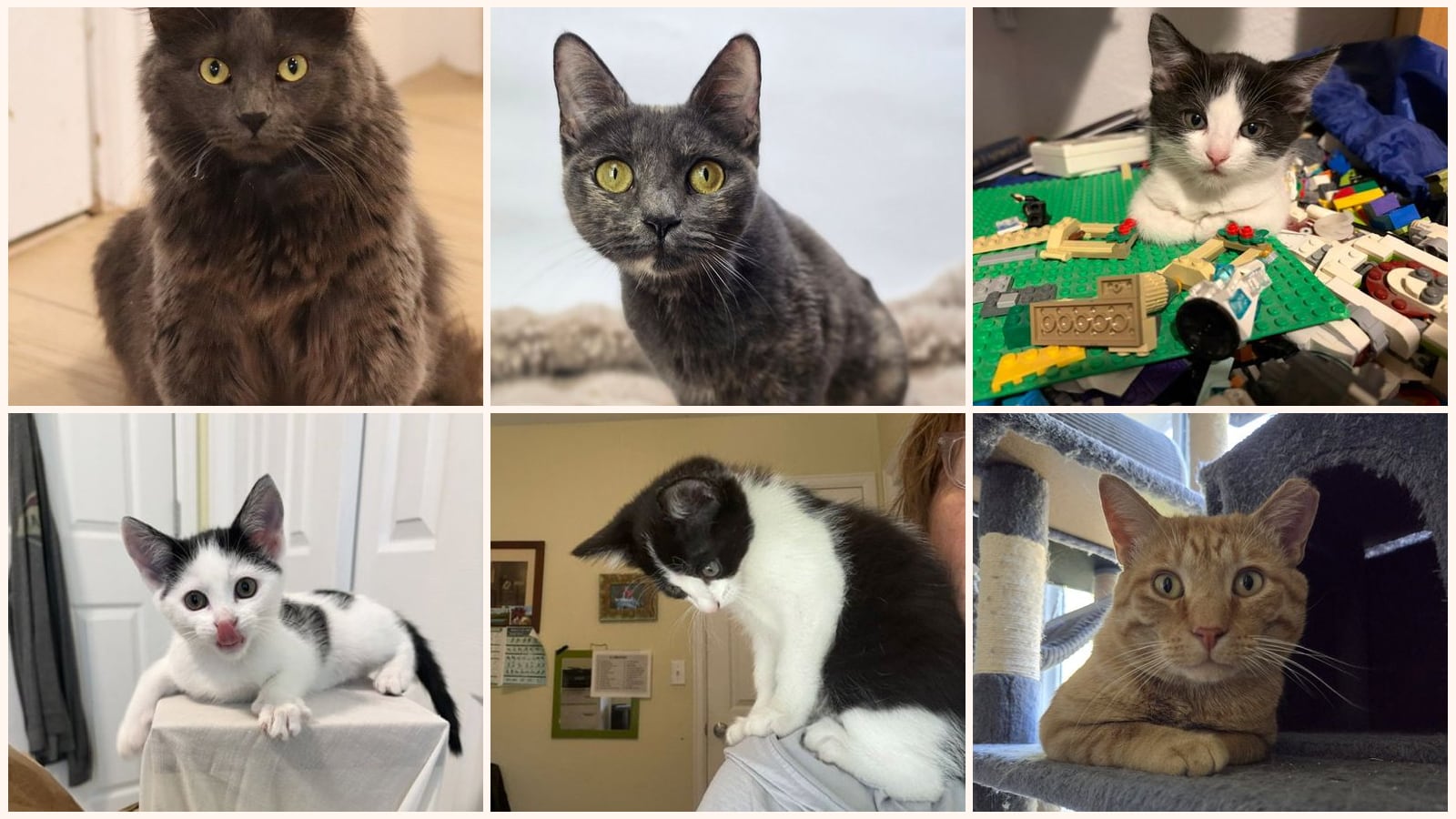 Adult Cats up for adoption near Westminster, CO
