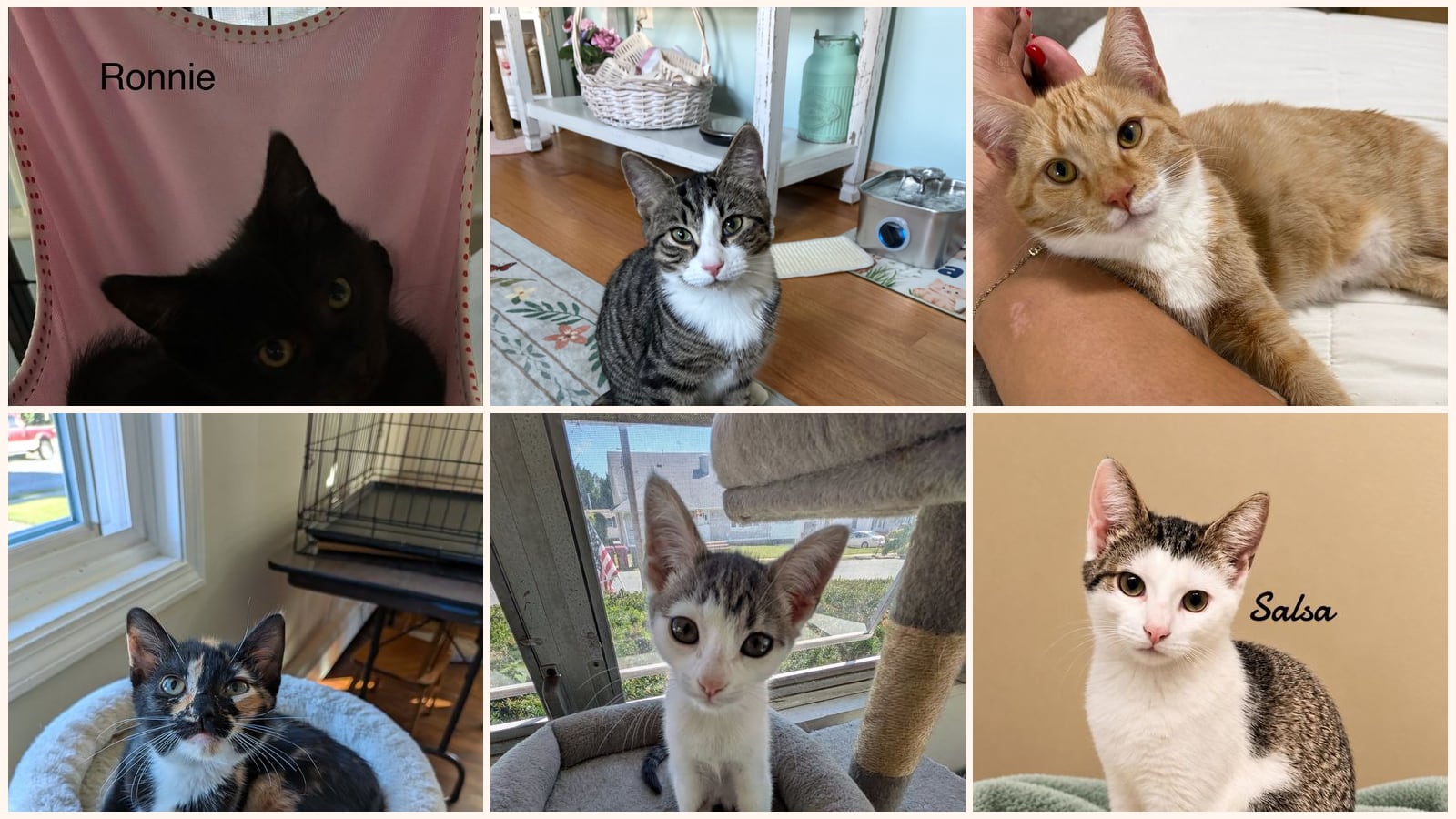 Kittens up for adoption near Bridgeport, CT
