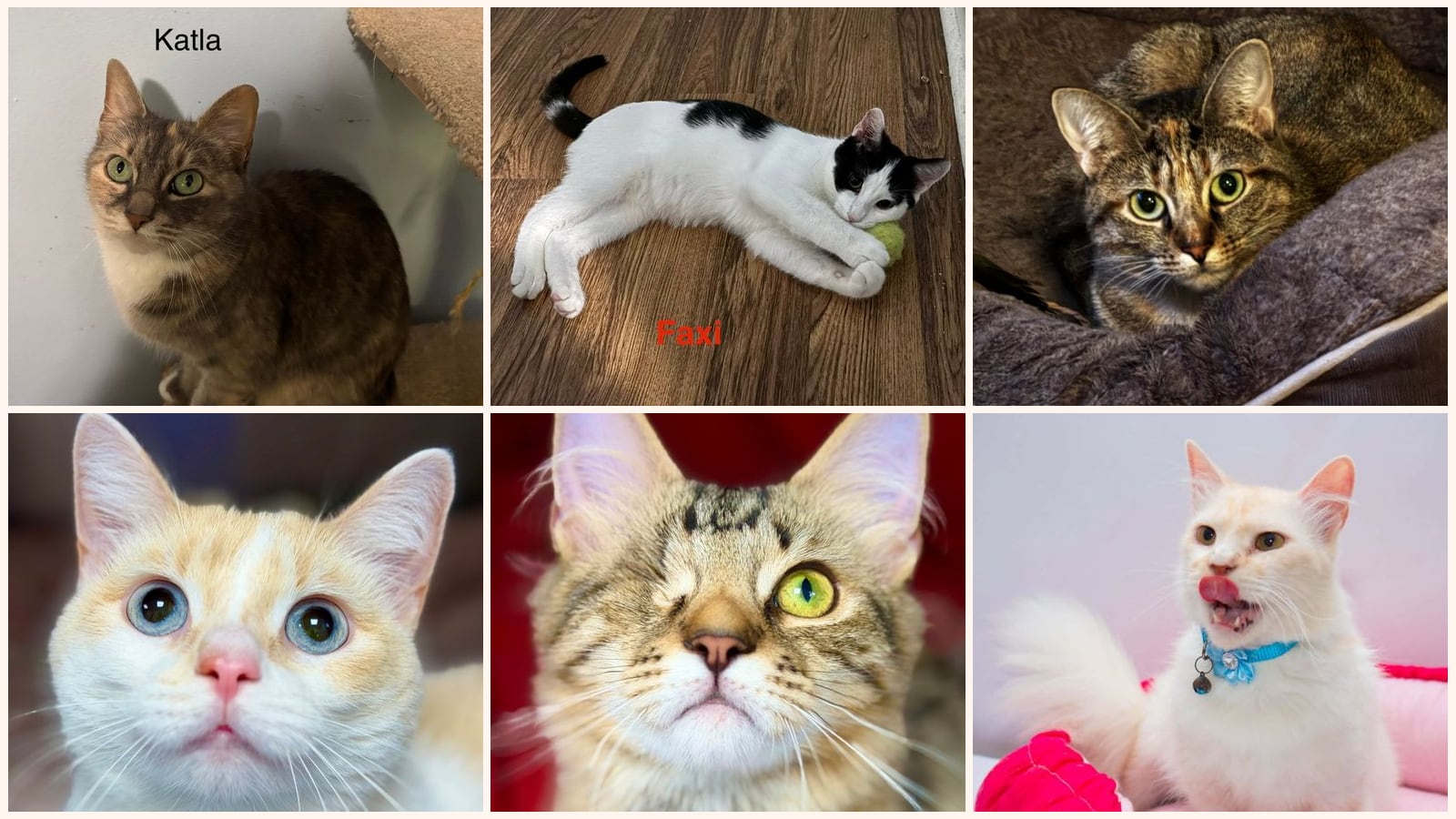 Adult Cats up for adoption near Bristol, CT