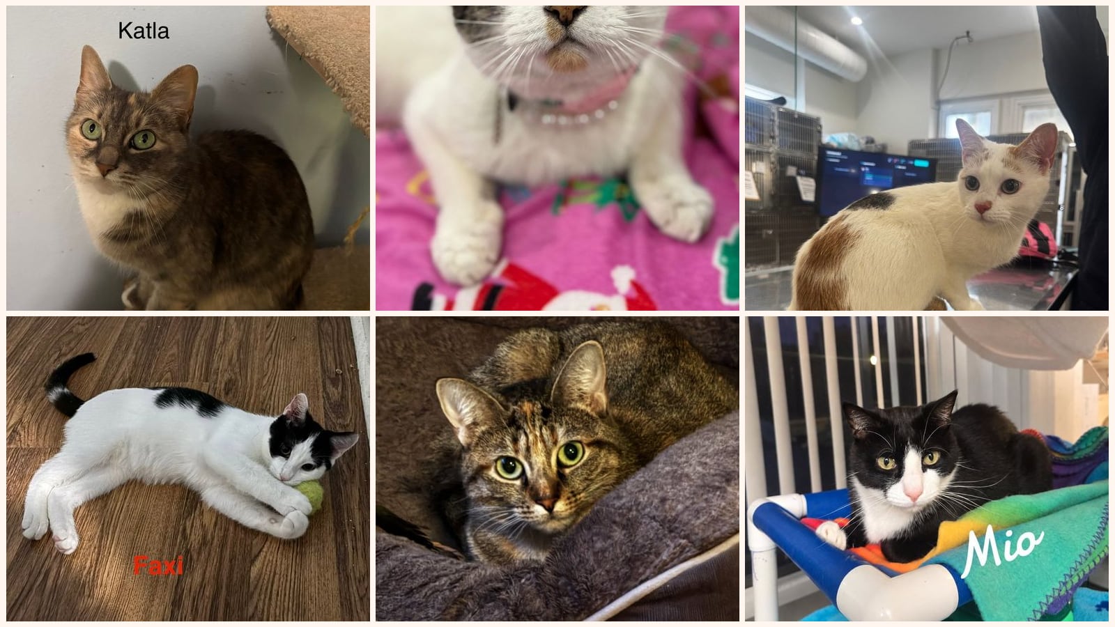 Adult Cats up for adoption near Danbury, CT