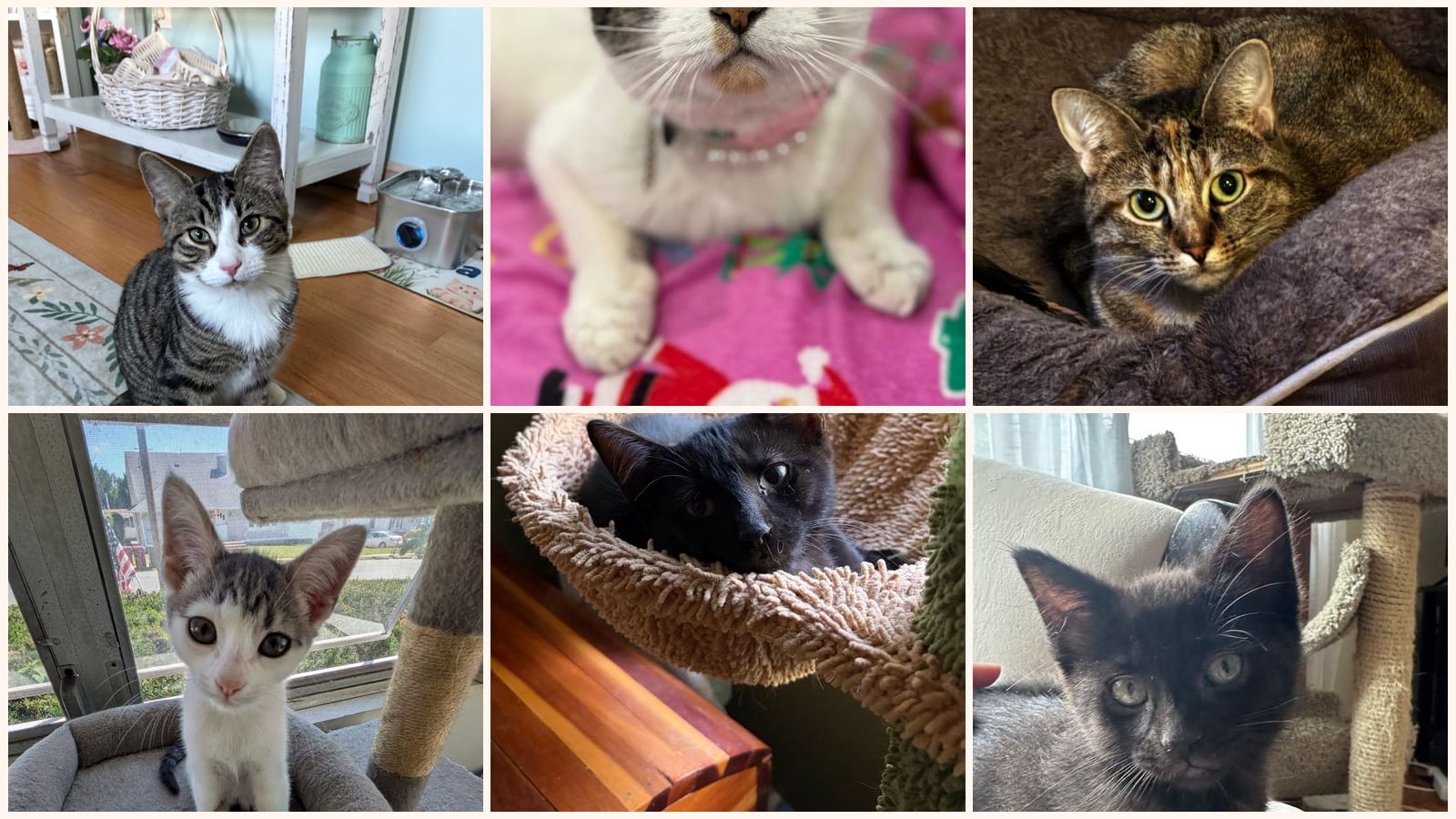 Dog-Friendly Cats up for adoption near Danbury, CT