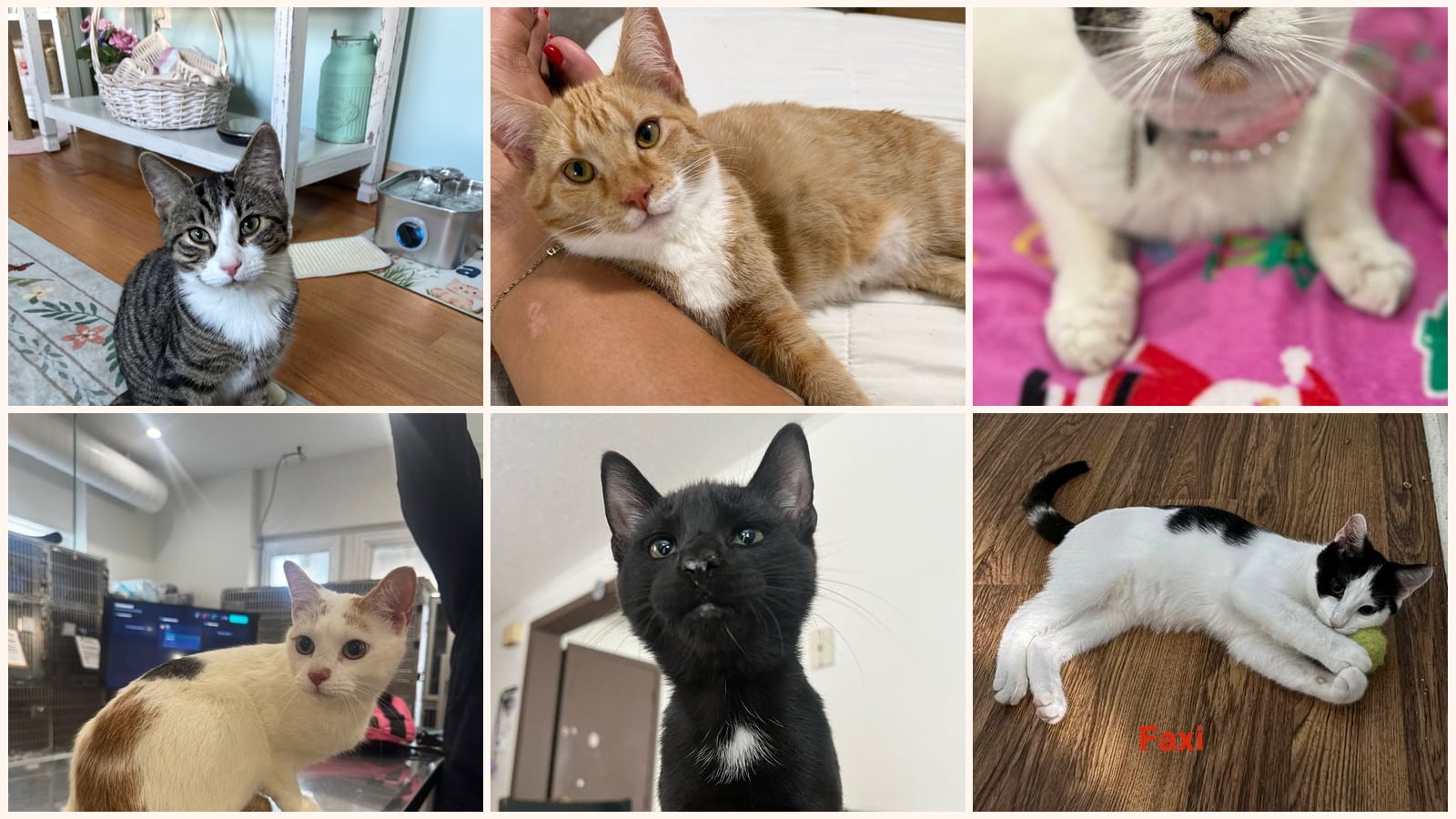 Kid-Friendly Cats up for adoption near Danbury, CT