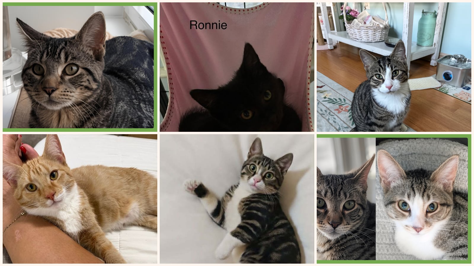 Kittens up for adoption near East Hartford, CT