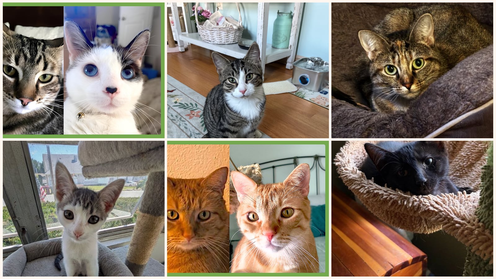 Dog-Friendly Cats up for adoption near Hartford, CT