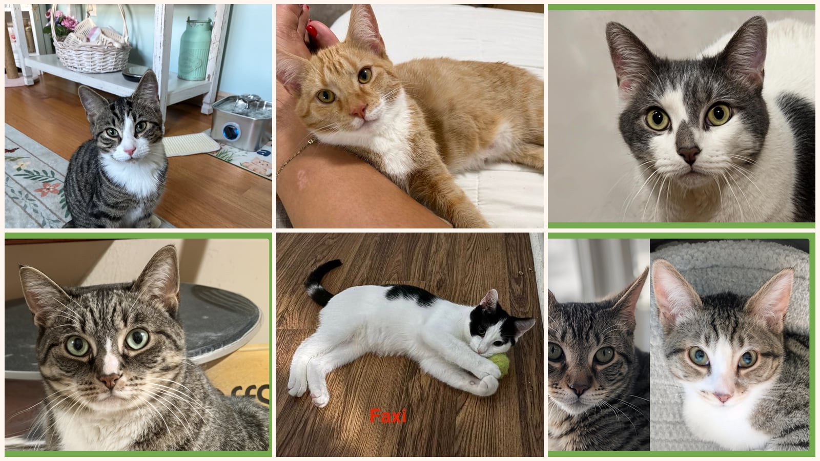 Kid-Friendly Cats up for adoption near Hartford, CT