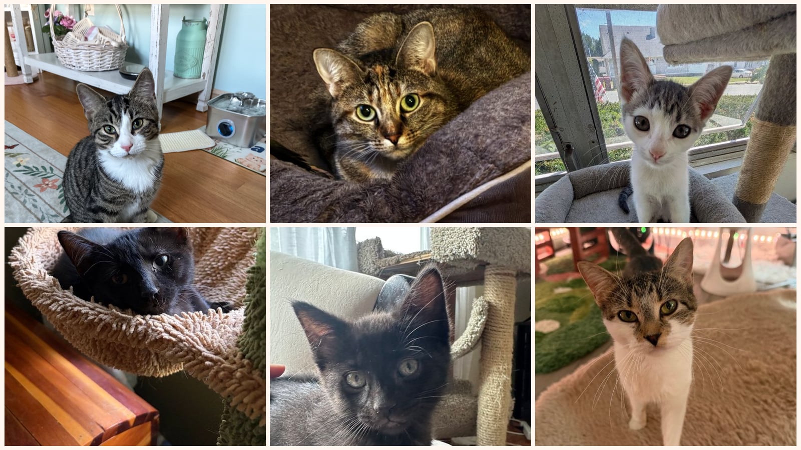 Dog-Friendly Cats up for adoption near Milford, CT