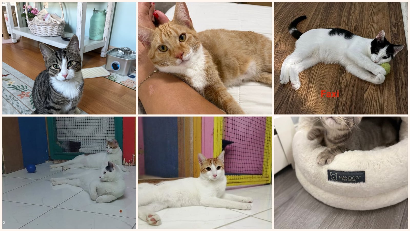 Kid-Friendly Cats up for adoption near New Haven, CT