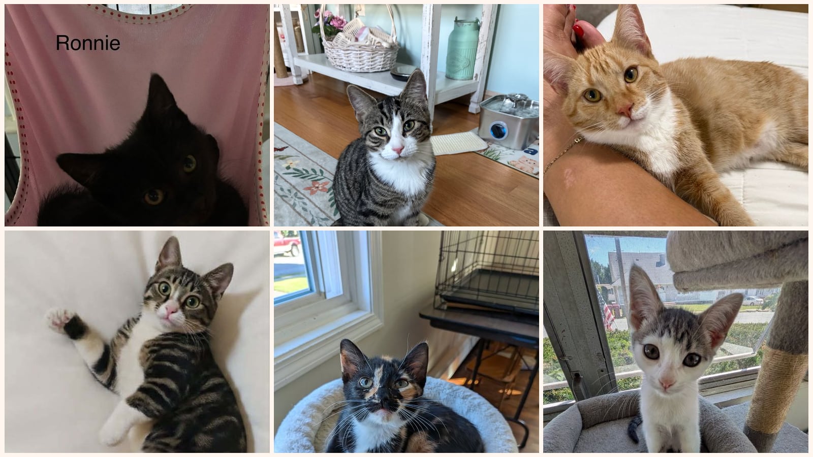 Kittens up for adoption near New Haven, CT
