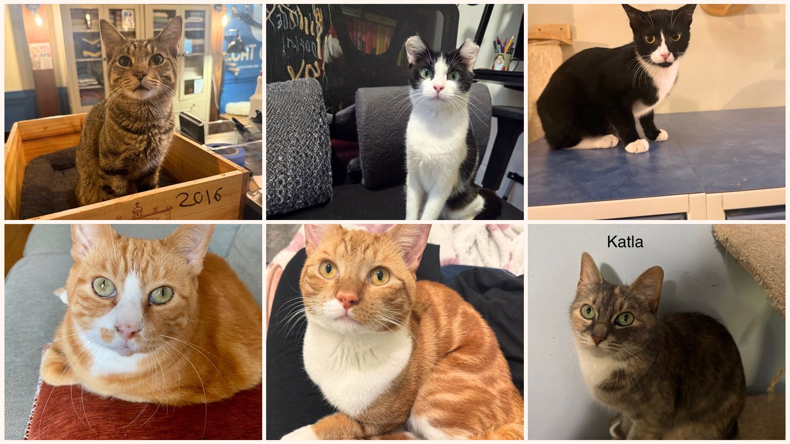 Adult Cats up for adoption near Norwalk, CT