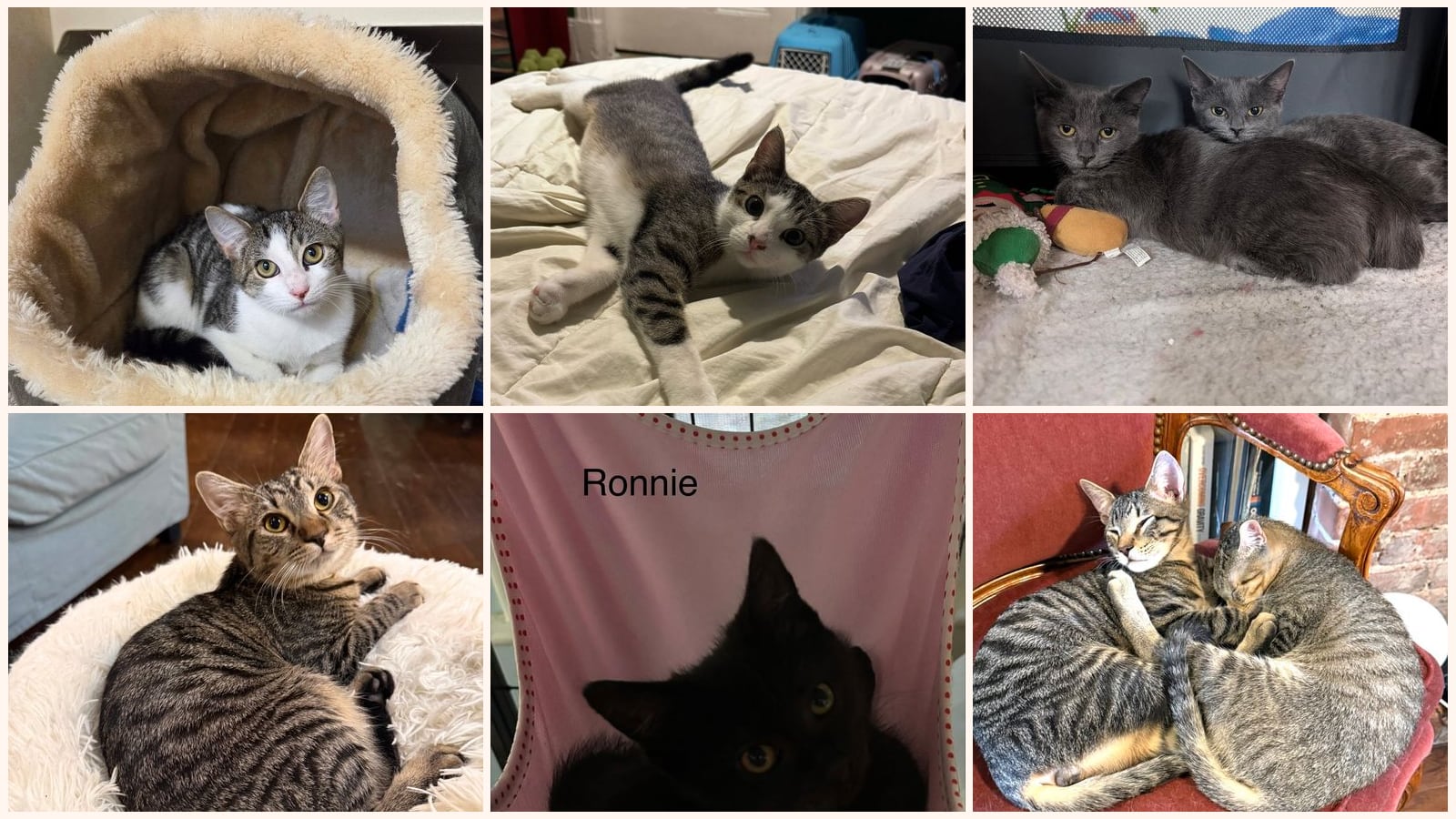 Kittens up for adoption near Norwalk, CT